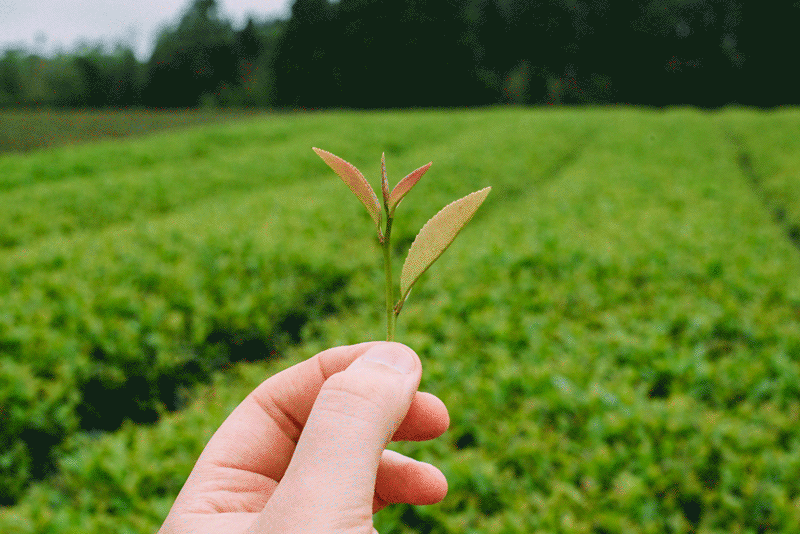 Benefuki Tea Cultivar Organic