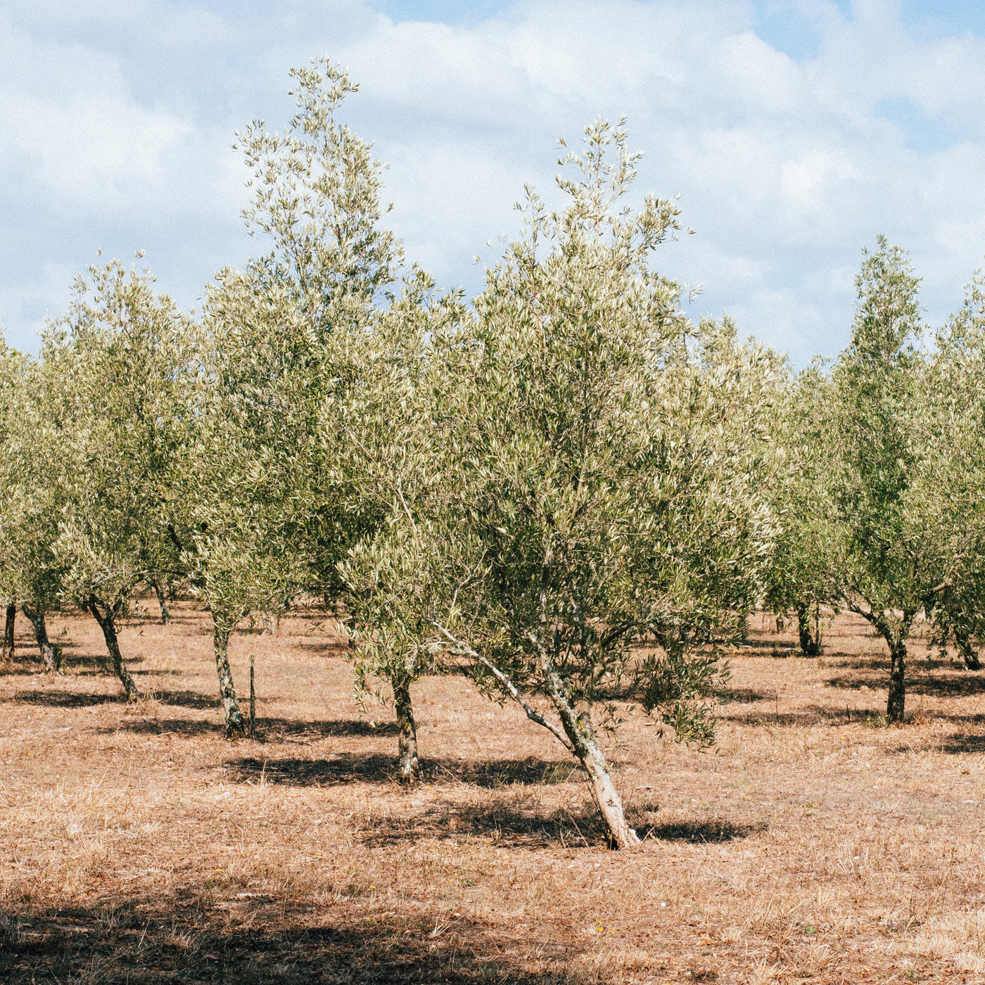Organic Olive Grove where we get our tea