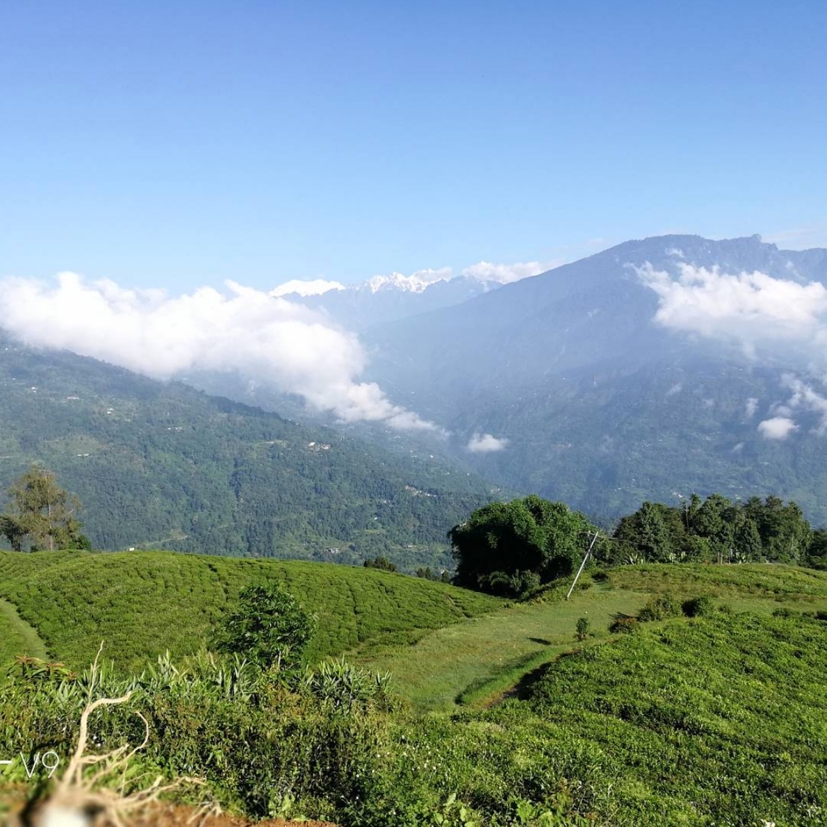 Temi Tea Estate