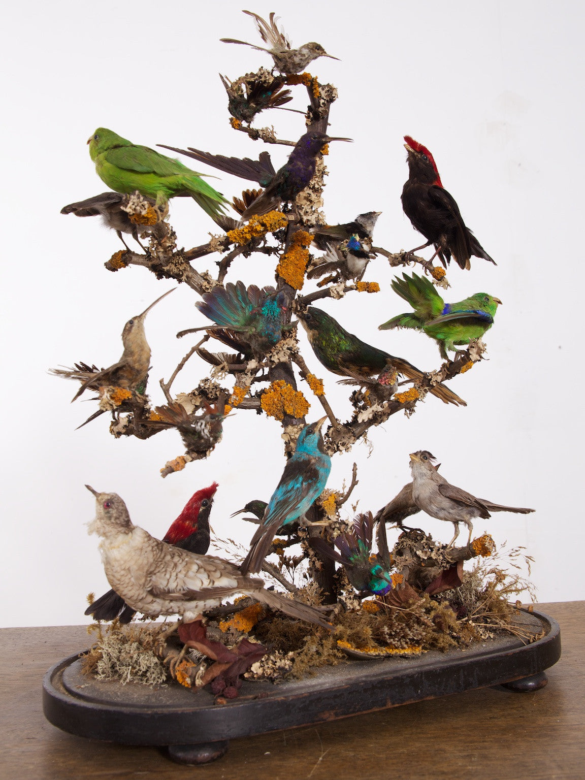 Victorian Bird Display - Artefacts of Prince Edward Island Community Museums
