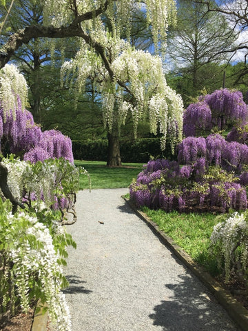 Spring Wisteria