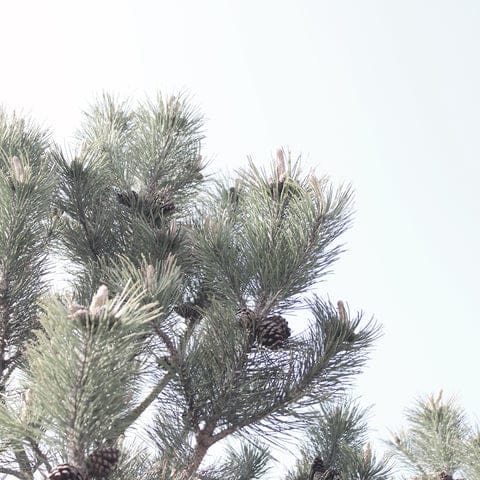 Pine trees in the wind by M of Copenhagen