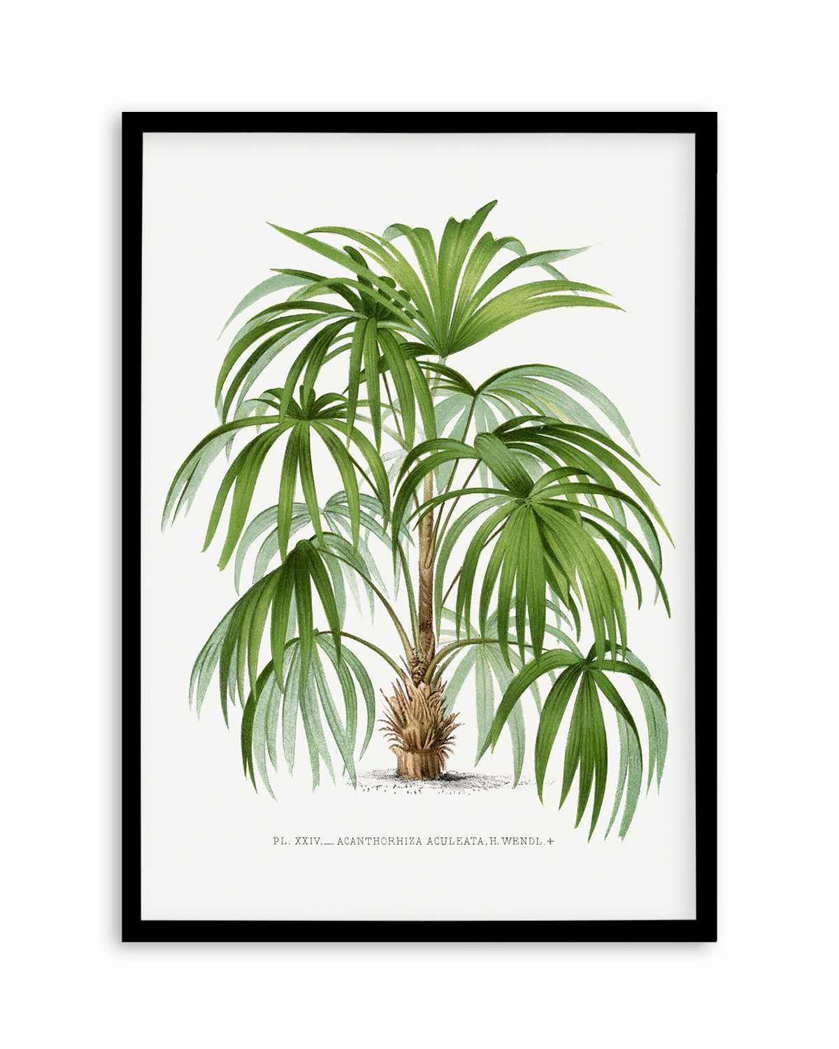 Buy 'Acanthorhiza Aculeata Vintage Palm Poster' Art Print | Next Day ...