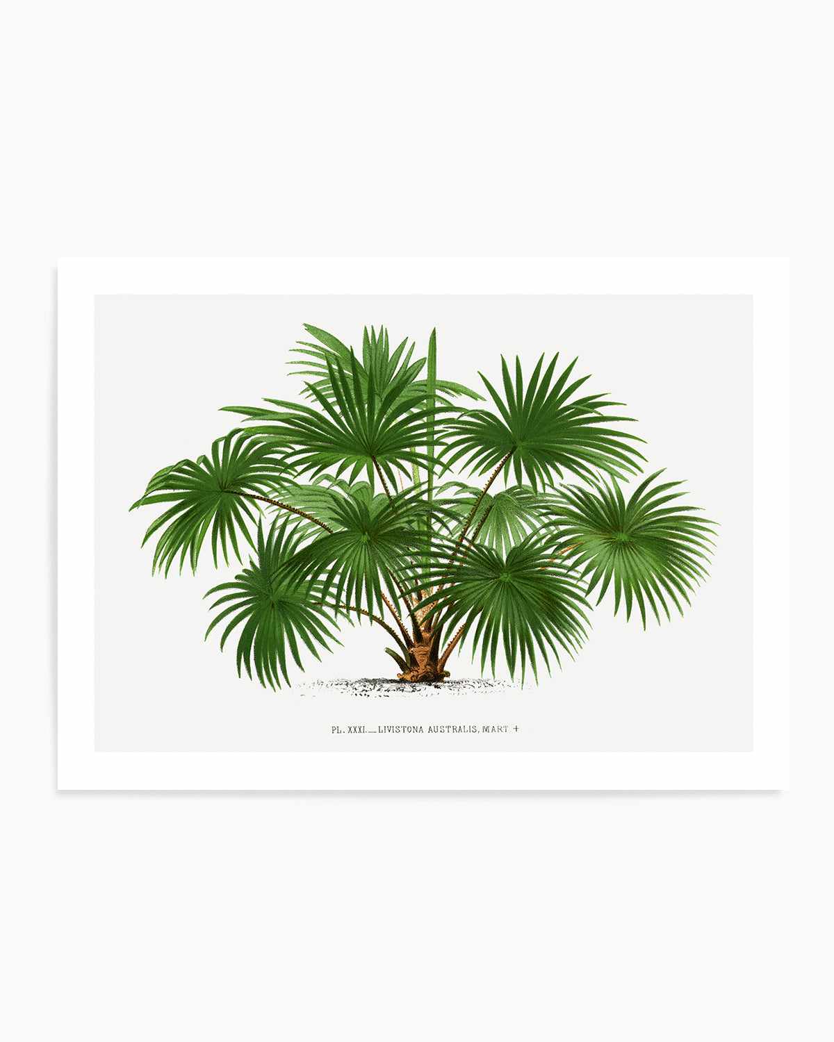 Buy 'Livistona Australis Vintage Palm Poster' Art Print | Next Day ...