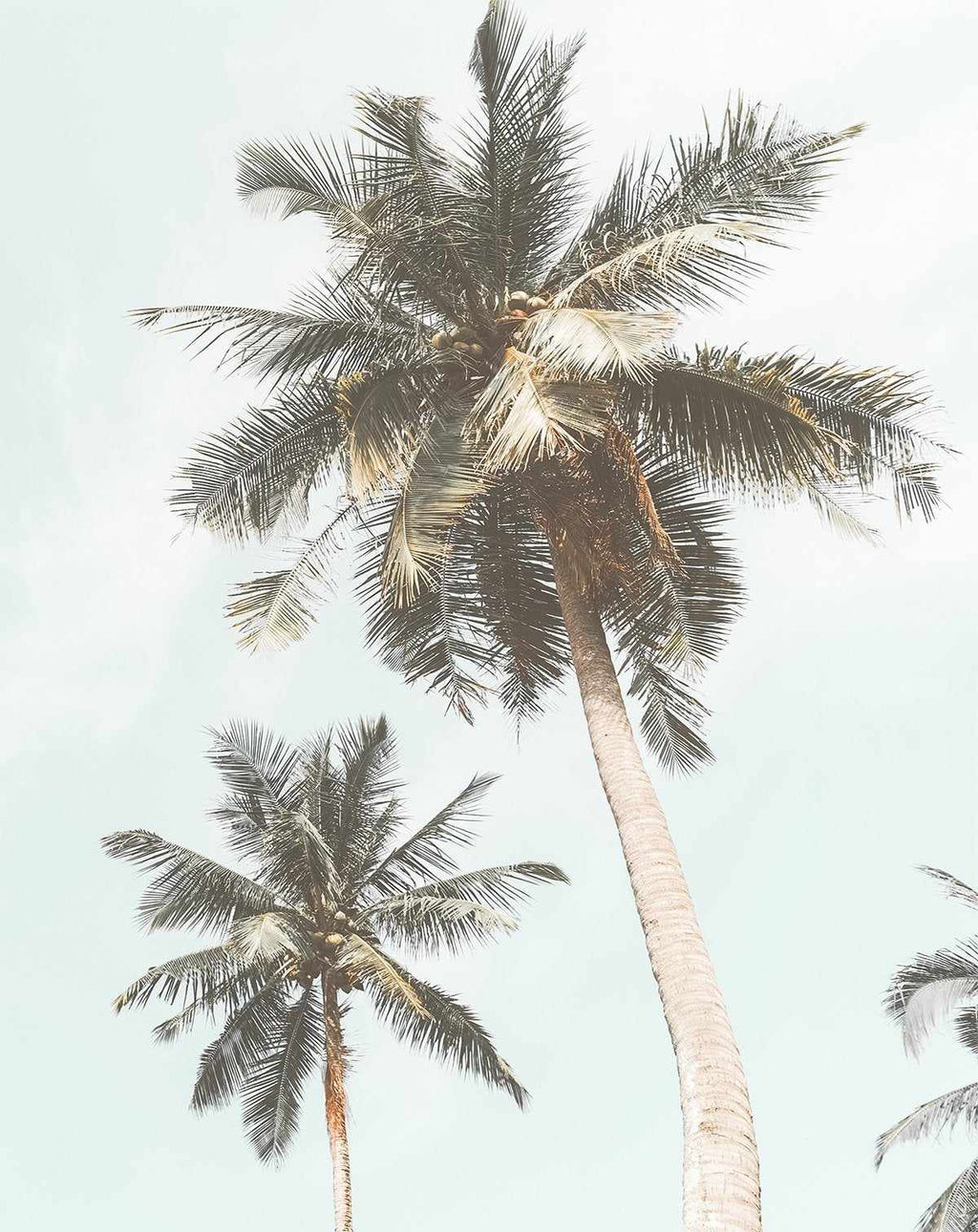 palm trees background