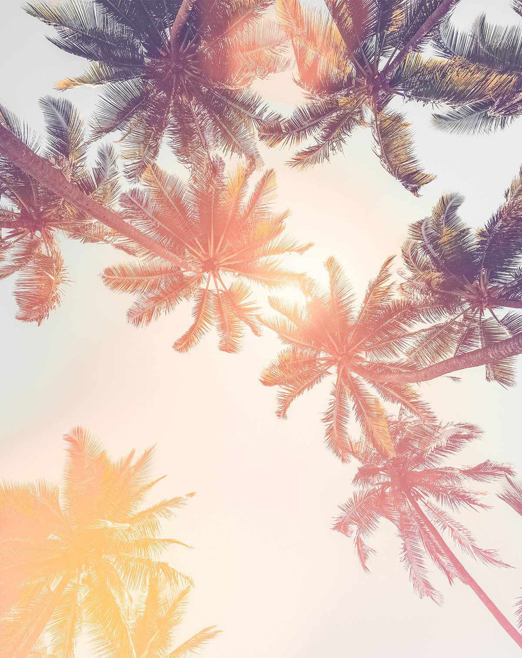 Palm Tree Desktop Wallpaper 72 images