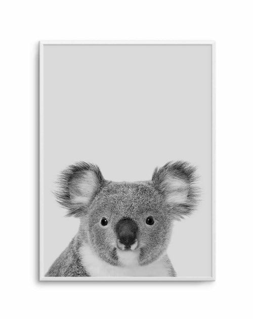 Australian koala - oil painting, Australia, koala, koala oil painting,  animals, koala art Oil painting by Anastasia Kozorez