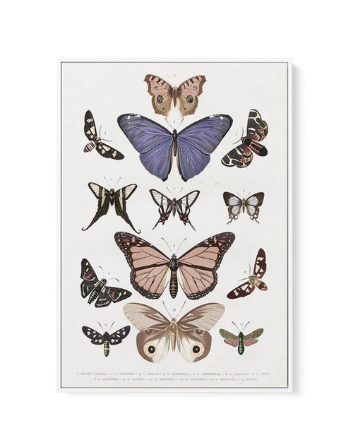 Vintage Butterfly Chart | Framed Canvas - Olive et Oriel