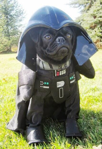 Vader Pug