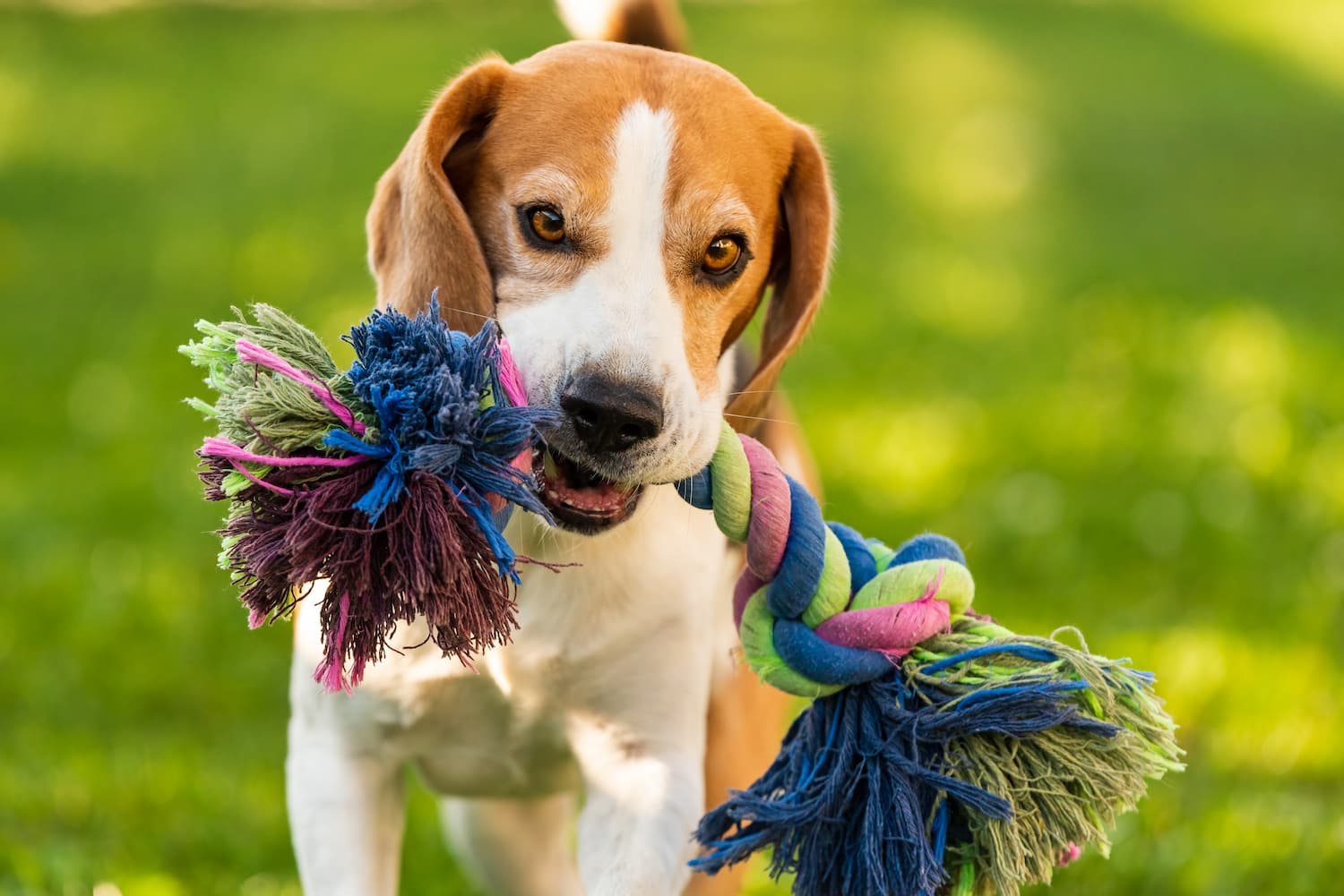 Dogs Show They Love You by Bringing You Their Toys