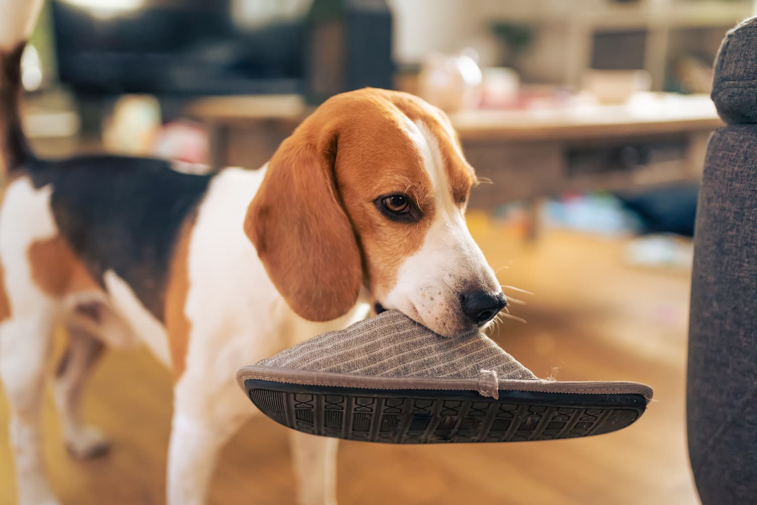 Dogs Show They Love You by Stealing Your Socks and Shoes