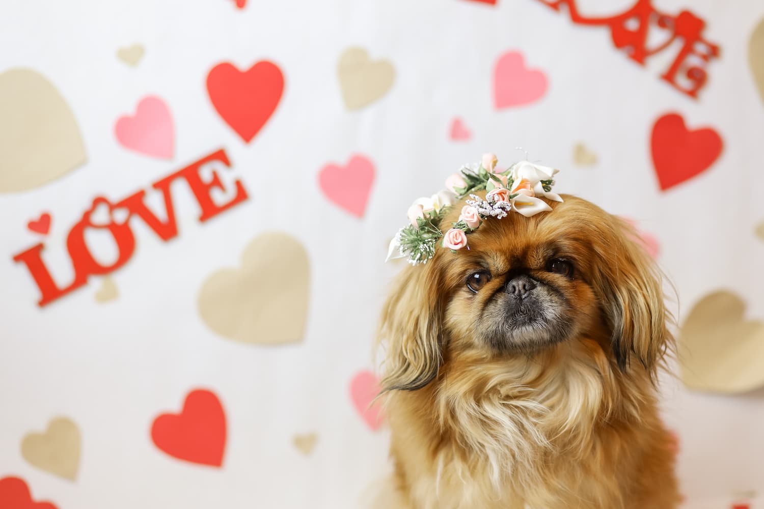 dog-valentines-day