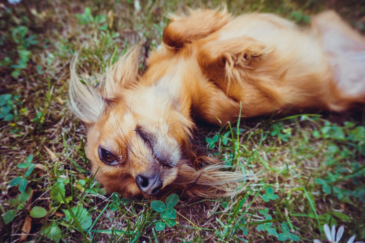 chia for dogs