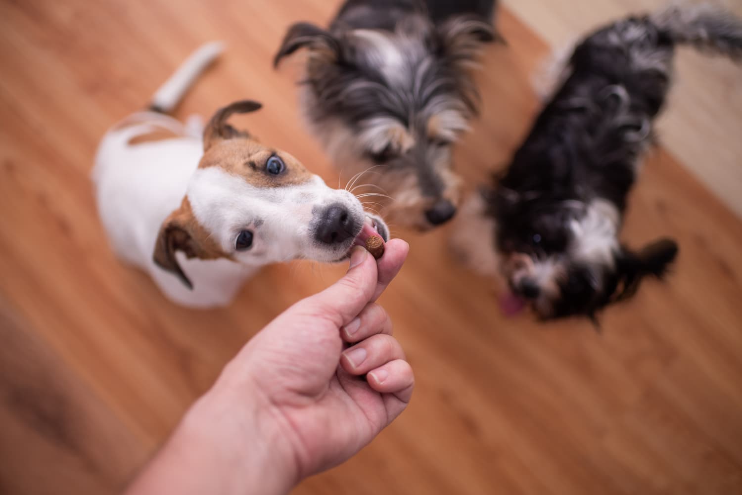 giving treats