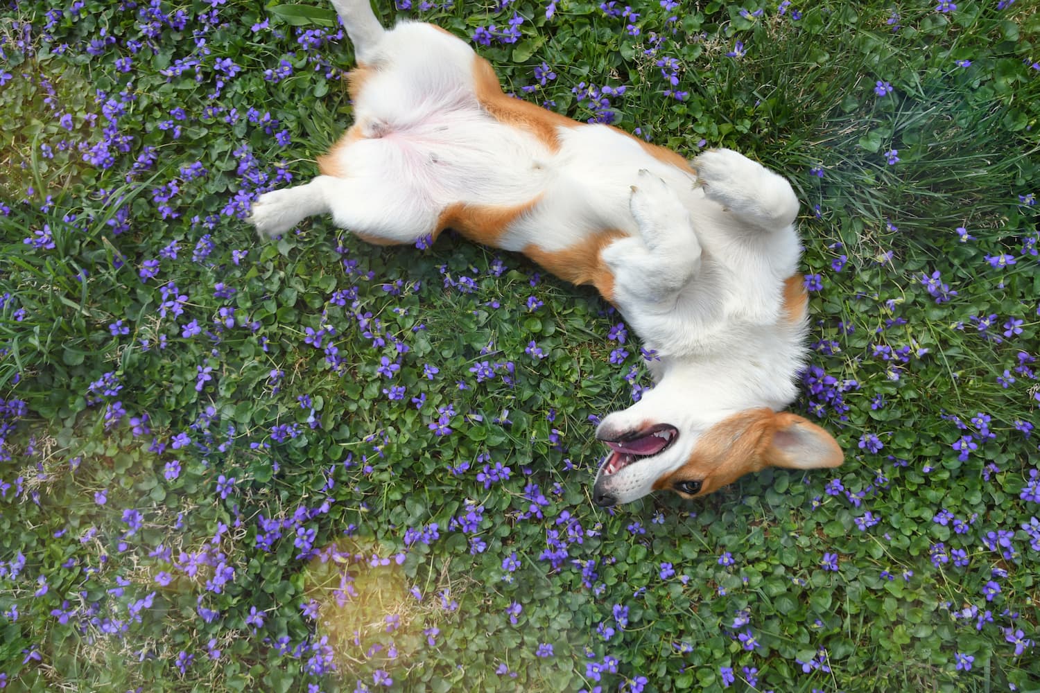 Dogs Show They Love You By Rolling Onto their Backs