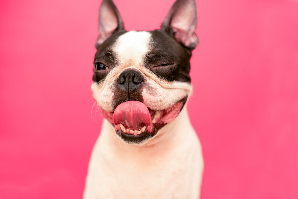 What's causing your dog's bad breath?