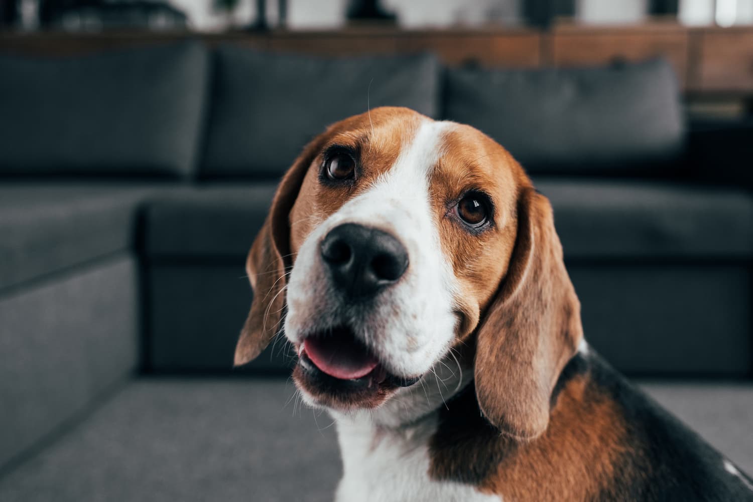 Beagle loving gaze