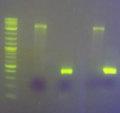 ZicherGreen Safe DNA Gel Stain | Amid Biosciences