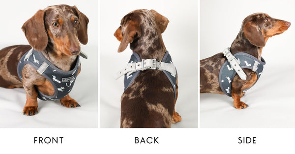 Dachshund Dog Harness - Step In Style