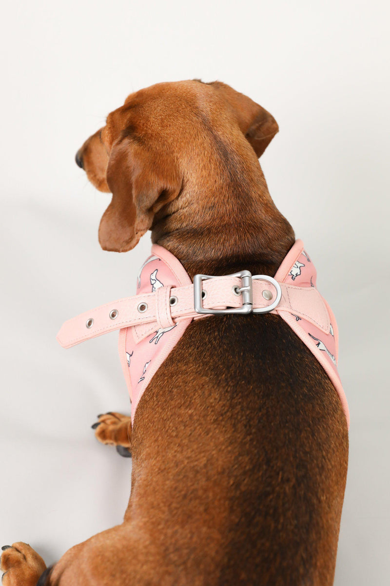 blush dog harness