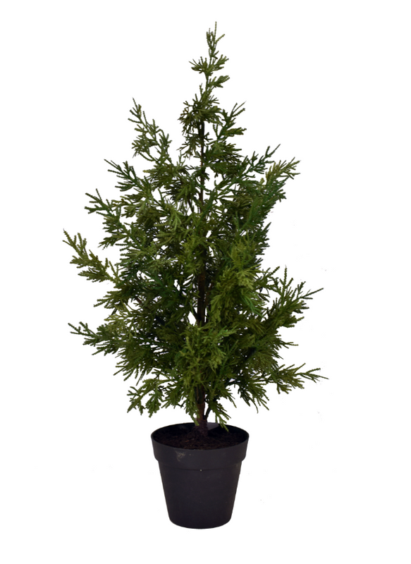 leyland cypress