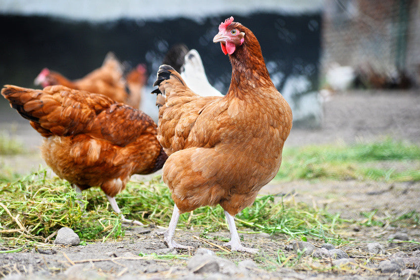 A Few Simple Tips To Help You Train Your Chickens To Use Nesting