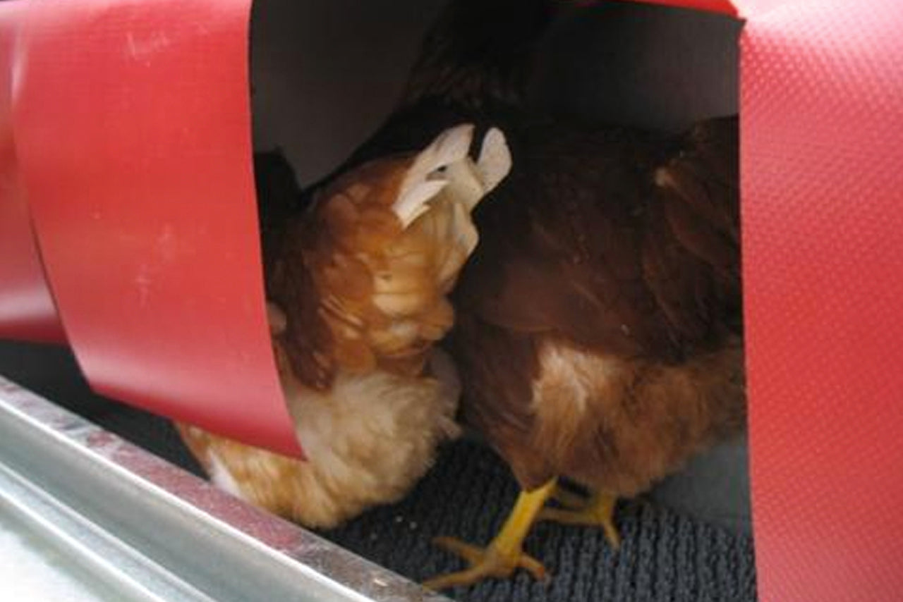 Chicken nest box with roll out egg tray