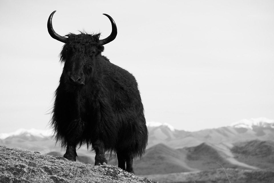 The Yak Deconstructed, Stories from the Norlha Atelier, Tibet