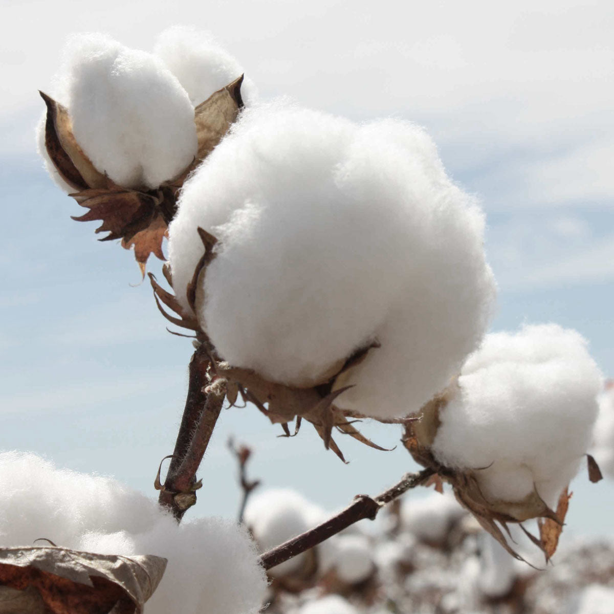 Cotton Crop Close-up