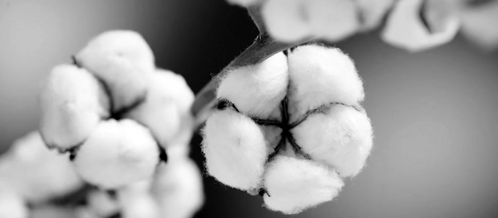 Cotton Plant