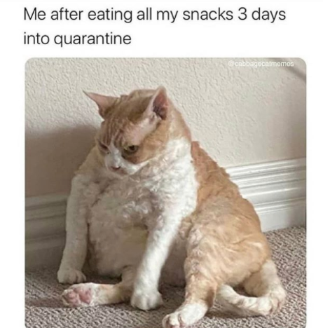 cat eating snacks during quarantine meme 