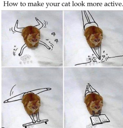 make your cat more attractive meme