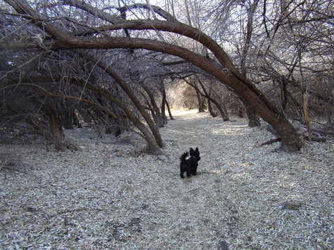 Two Moon Park dog walking