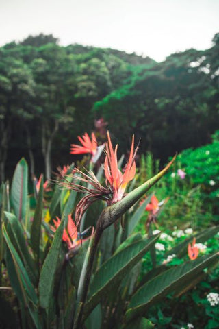 Hanalei Company Botanical Plants