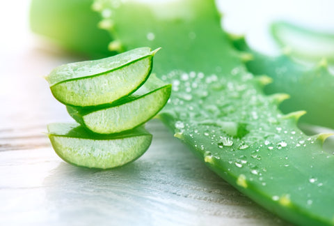 Aloe Vera Plant Gel Used In Hanalei Company Island Aloe Gel For The Face