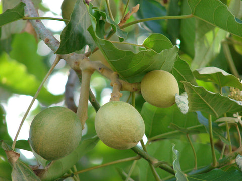 Hawaiian botanicals skincare ingredients