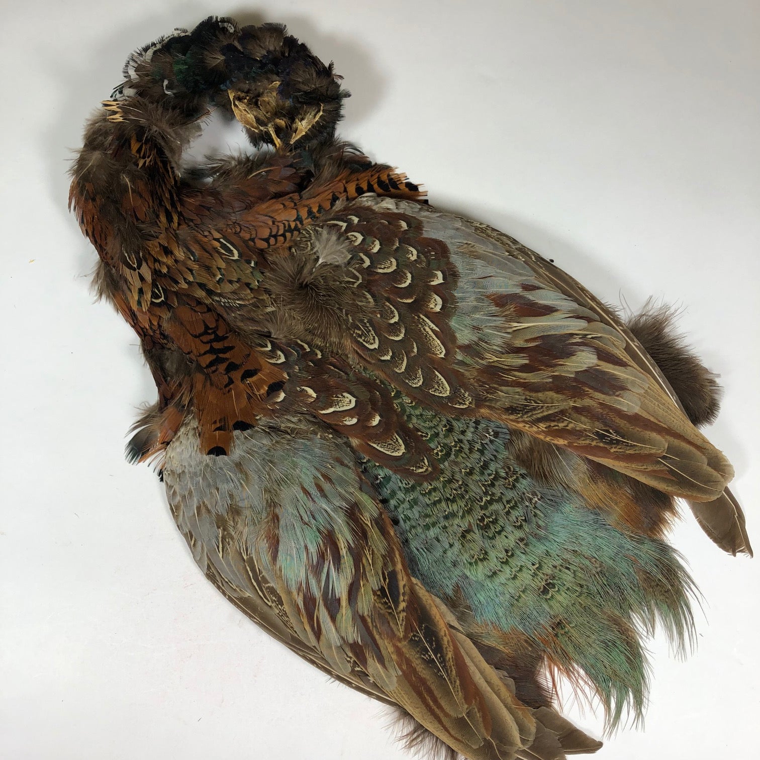 Silver Pheasant Feathers V-Bar - Natural
