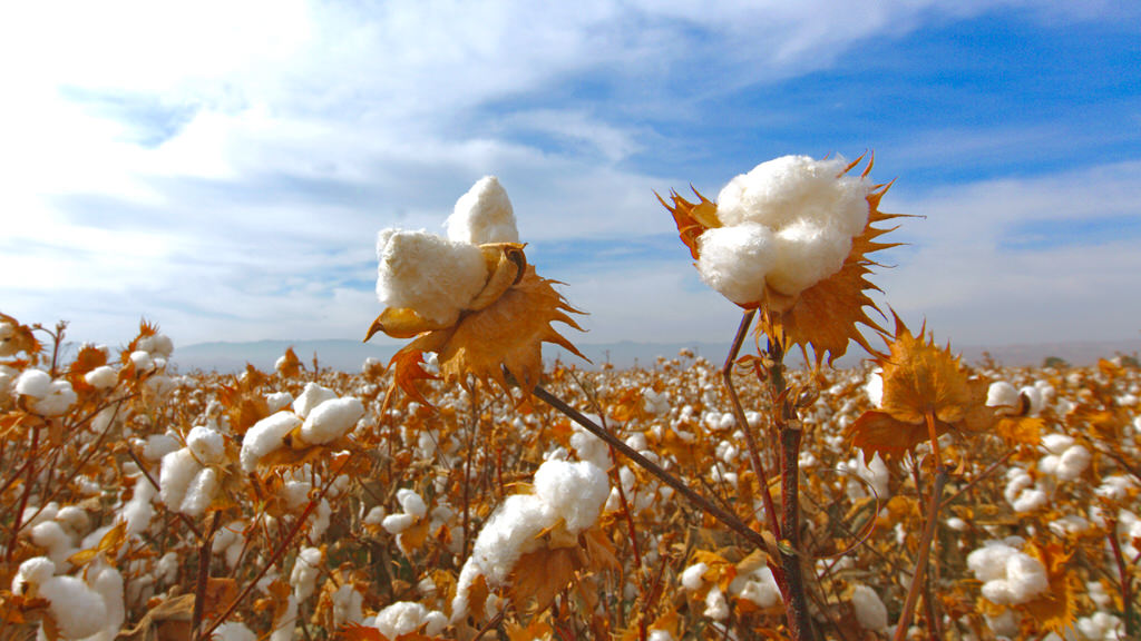 What is Pima Cotton? - Authenticity50