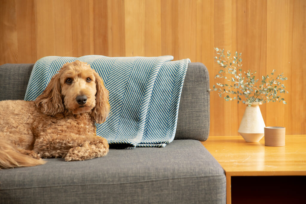 Dog laying on a couch with Blue Cotton Blanket from Authenticity50