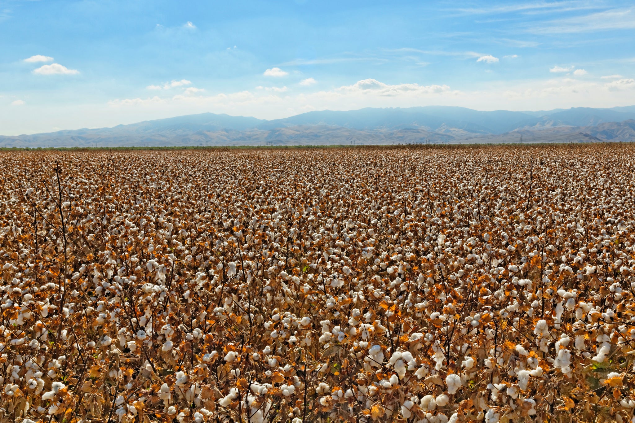 Growing american cotton for bedding