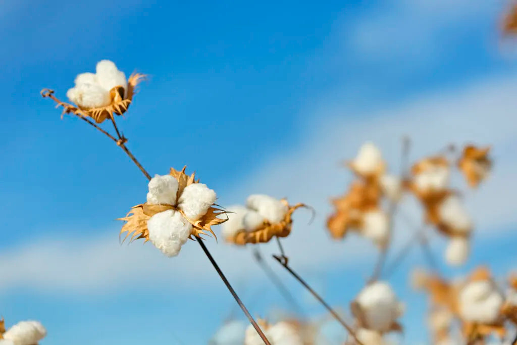 cotton grown in america
