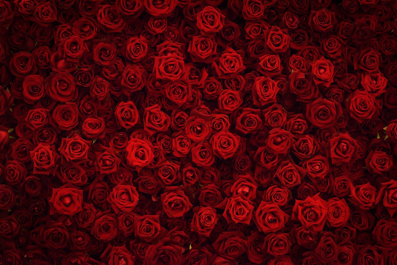 Red Roses Flower Wall Background | Dropz Backdrops | Dropz Backdrops  Australia