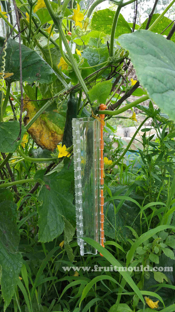 star and heart cucumber molds growing step 1