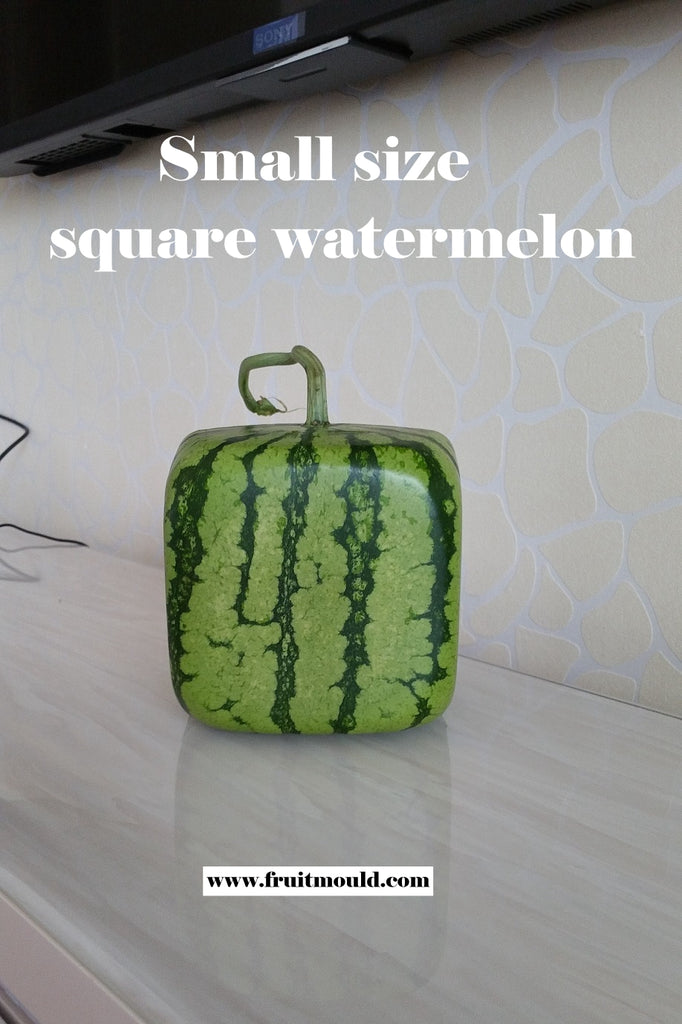 Square Shape Watermelon Mold 15cm Size With Free Shipping Slingfisher