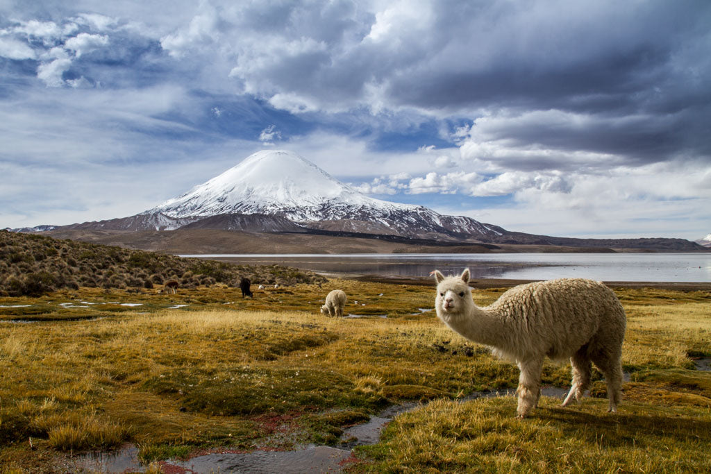 Llama with mountain range behind it