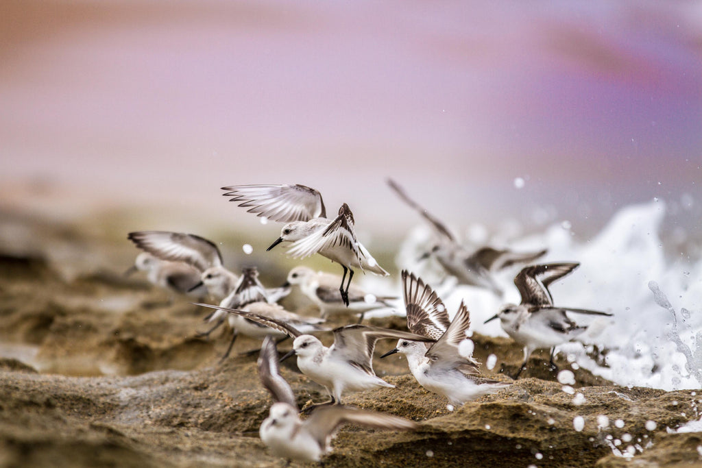 Seagulls about to take flight