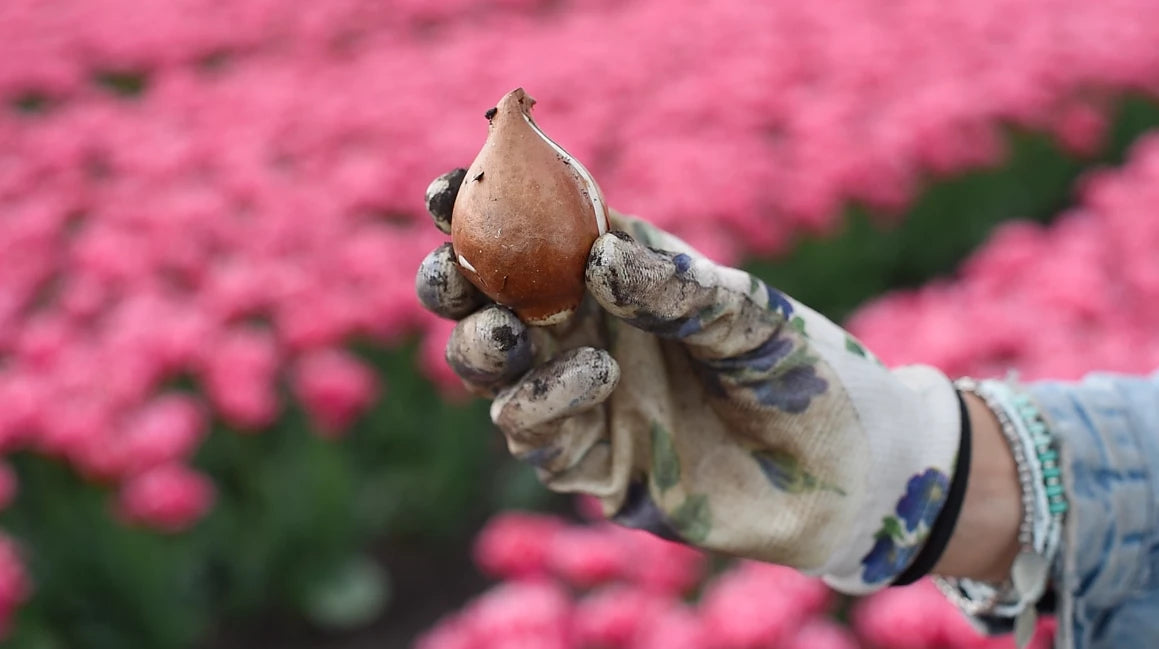 bulb.webp__PID:1d3bb677-9b81-4ede-8263-67e47b4159b2