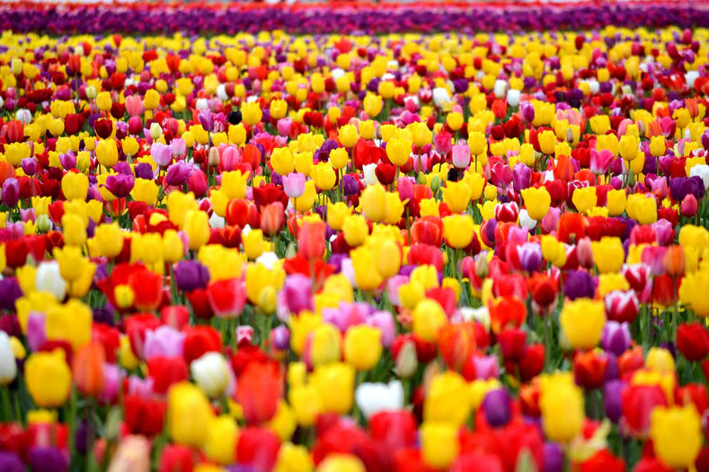 field.webp__PID:6aaf8254-6222-4bbf-8eba-e4dde13a2ef4