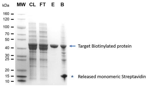 Streptavidin Agarose 6FF resin for purification of Biotinylated protein