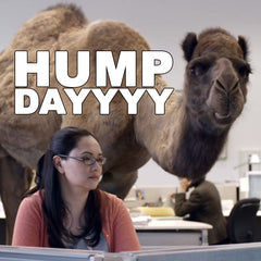 hump day camel